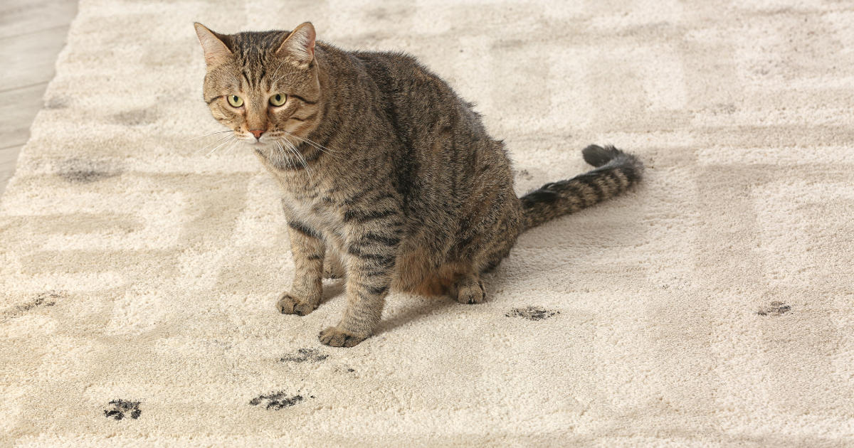 Cat’s dirty paw prints on carpet.