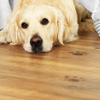 Dog laying near dirty paw prints on wood flooring.